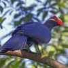 Турако фиолетовый (Tauraco violaceus)