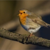 Зарянка (Erithacus rubecula)