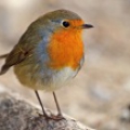 Зарянка (Erithacus rubecula)