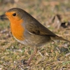 Зарянка (Erithacus rubecula)