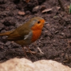 Зарянка (Erithacus rubecula)
