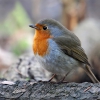 Зарянка (Erithacus rubecula)