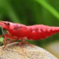Креветка вишня (Neocaridina heterpoda var. red)