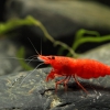 Креветка вишня (Neocaridina heterpoda var. red)