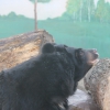 Гималайский медведь (Ursus thibetanus)