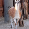 Гуанако (Lama guanicoe)