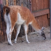 Гуанако (Lama guanicoe)