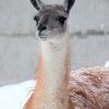 Гуанако (Lama guanicoe)
