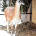 Гуанако (Lama guanicoe)