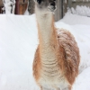Гуанако (Lama guanicoe)