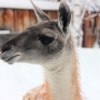 Гуанако (Lama guanicoe)