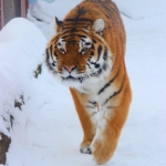 Амурский тигр Эмир 3.2.15