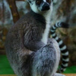 Кошачий лемур 2.2.15