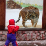 Амурский тигр 22.2.15