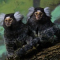 Обыкновенная игрунка (Callithrix jacchus)