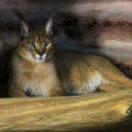Каракал (Caracal caracal)
