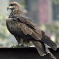 Чёрный коршун (Milvus migrans)