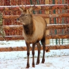 Марал (cervus elaphus)