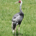 Даурский журавль (Grus vipio)