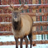Марал (cervus elaphus)