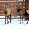 Марал (cervus elaphus)