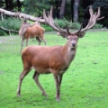 Марал (cervus elaphus)