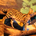 Сервал (Leptailurus serval)