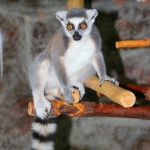 Кошачий лемур 7.11.14
