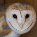 Обыкновенная сипуха (Tyto alba)