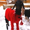 Нубийская коза (Capra hircus)