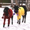 Нубийская коза (Capra hircus)
