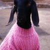 Нубийская коза (Capra hircus)