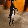 Нубийская коза (Capra hircus)