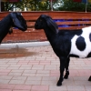 Нубийская коза (Capra hircus)