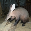 Капский трубкозуб (Orycteropus afer)