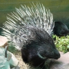 Индийский дикобраз (Hystrix indica)