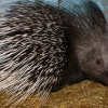 Индийский дикобраз (Hystrix indica)