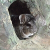 Шиншилла (Chinchilla laniger var. dom.)