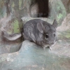 Шиншилла (Chinchilla laniger var. dom.)