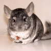 Шиншилла (Chinchilla laniger var. dom.)