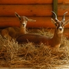 Антилопа гарна (Antilope cervicapra)