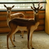 Антилопа гарна (Antilope cervicapra)