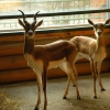 Антилопа гарна (Antilope cervicapra)