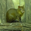 Агути оливковый (Dasyprocta azarae)