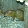 Агути оливковый (Dasyprocta azarae)