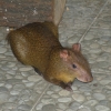 Агути оливковый (Dasyprocta azarae)
