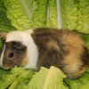 Морская свинка (Cavia porcellus)