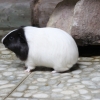 Морская свинка (Cavia porcellus)