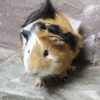 Морская свинка (Cavia porcellus)