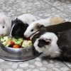 Морская свинка (Cavia porcellus)